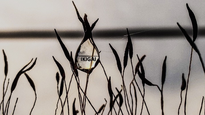 Ikigai de las marcas